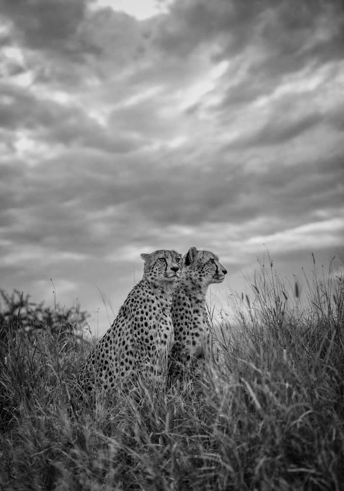 CHEETAH DREAMS von Jaco Marx