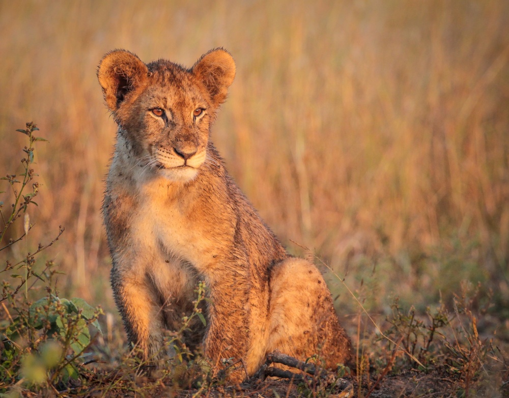 Young pride von Jaco Marx