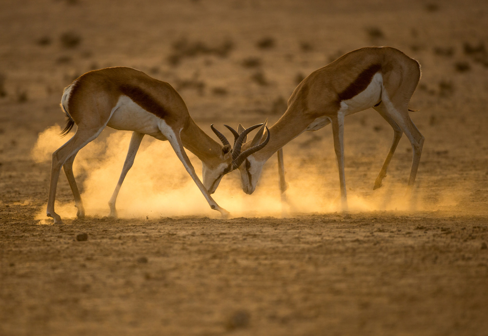 FIGHTING SPIRIT von Jaco Marx