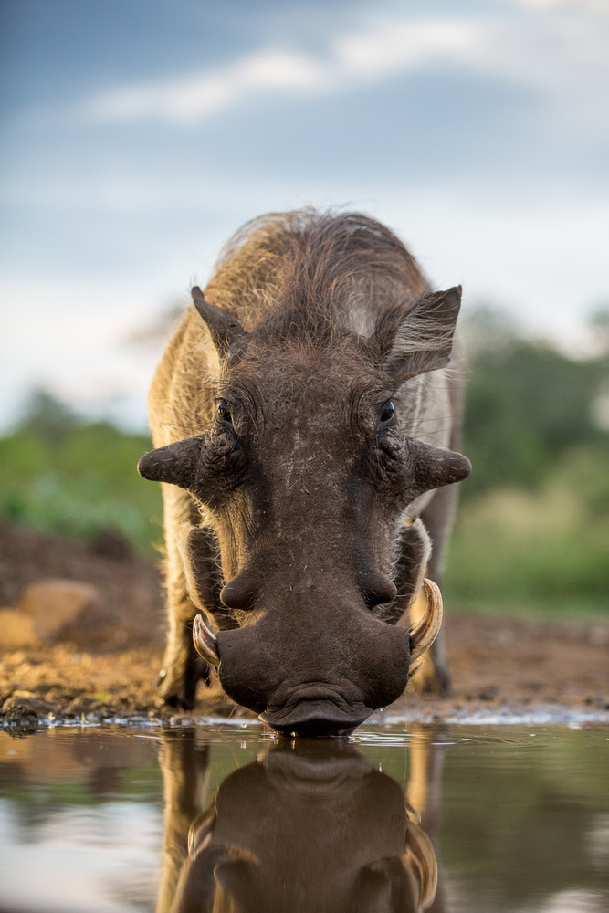 HEAD ON HOG von Jaco Marx