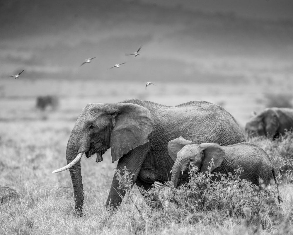 MONO ELEPHANT FAMILY von Jaco Marx