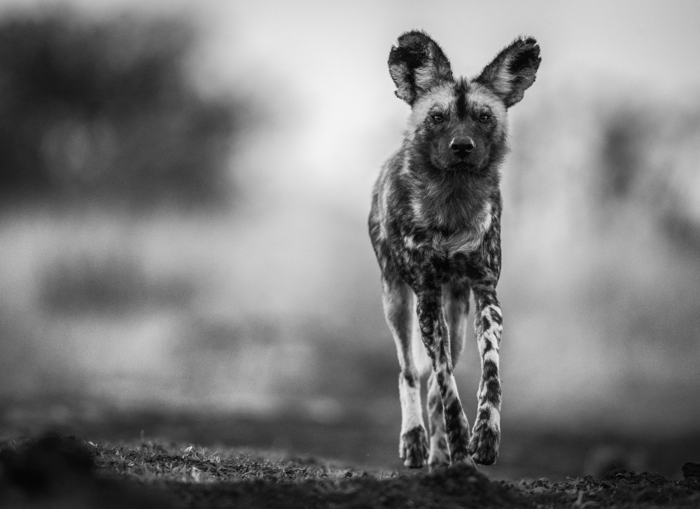 Monochrome Wild Dog von Jaco Marx