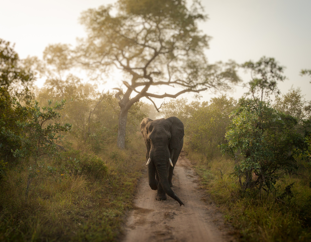 MORNING WALK von Jaco Marx