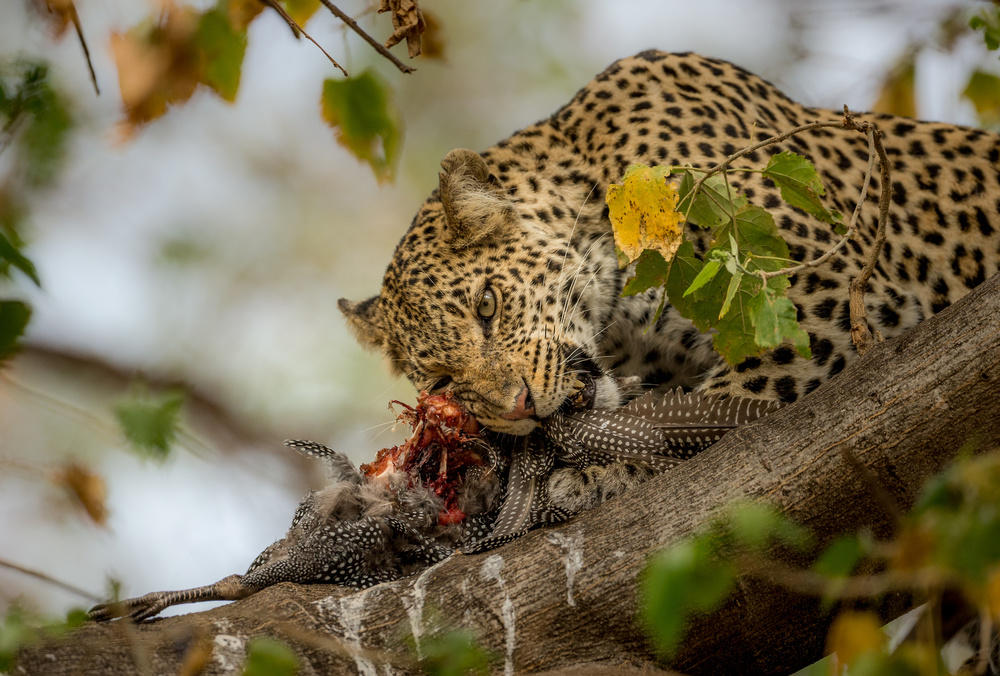 GUINEAFOWL KILL von Jaco Marx