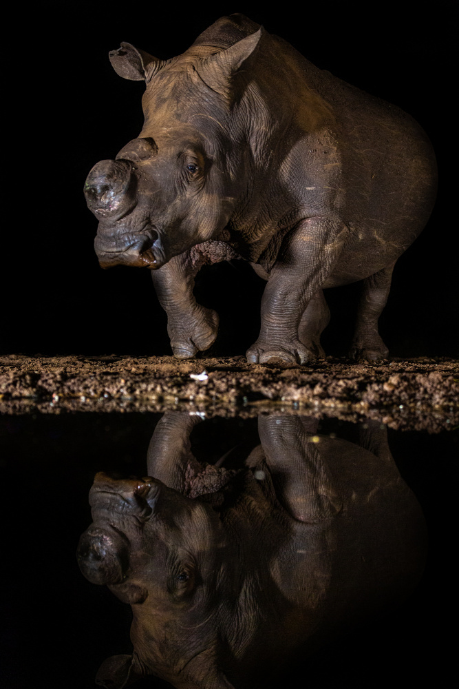 REFLEXION RHINO von Jaco Marx