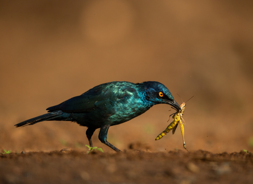 SWINGING PREY von Jaco Marx