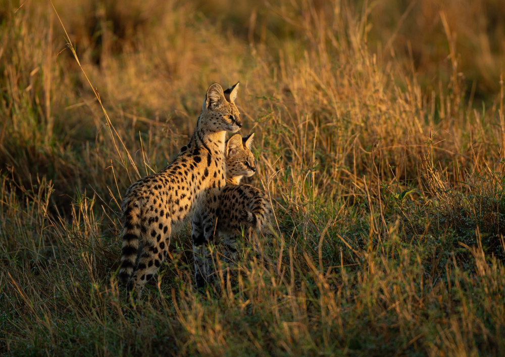 SERVAL FAMILY von Jaco Marx