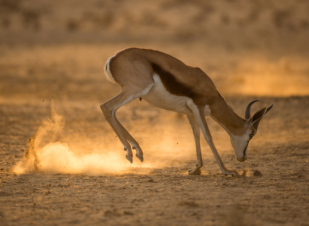 Kick up dust von Jaco Marx