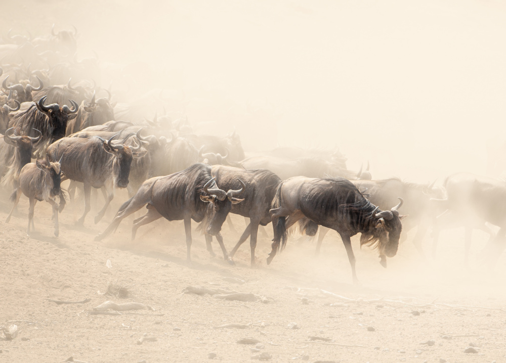 DUST AND DUST von Jaco Marx