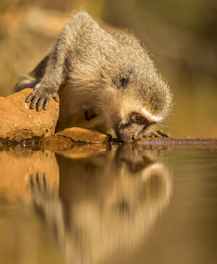 Drinking von Jaco Marx