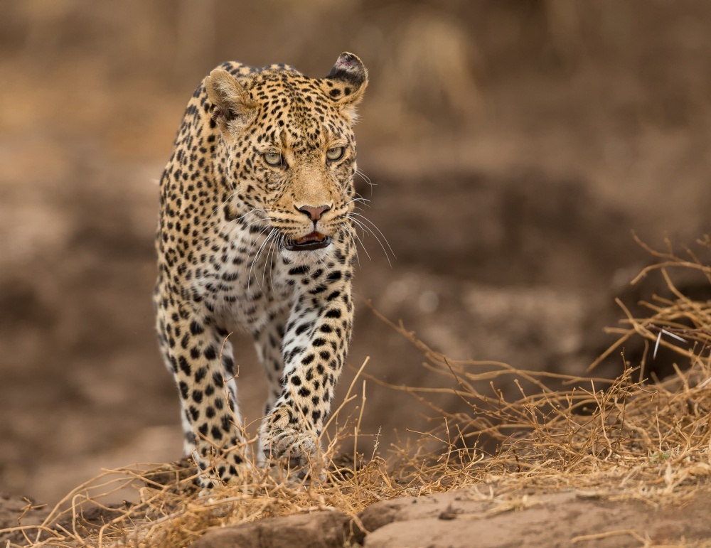 Suspicious look von Jaco Marx