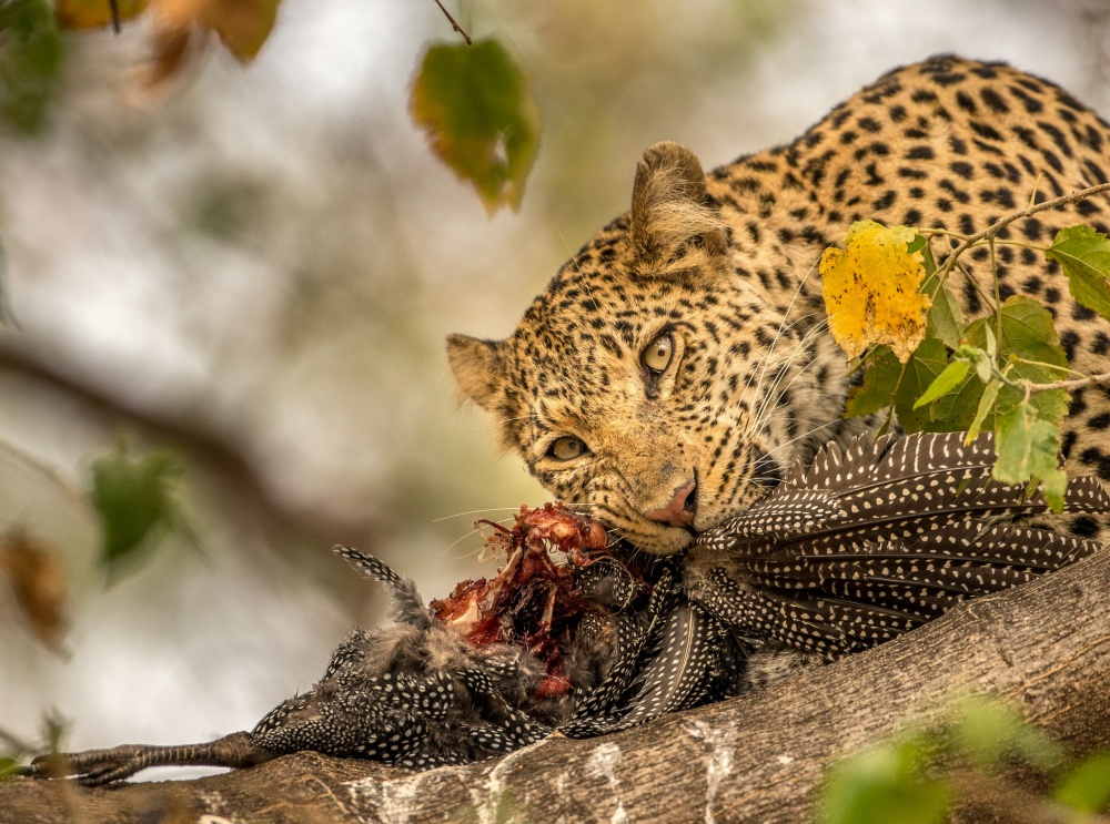 Avian Diet von Jaco Marx