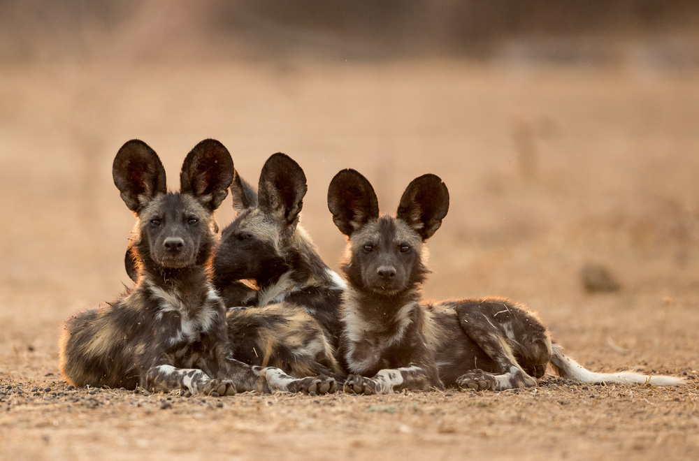 WILD BUNCH von Jaco Marx