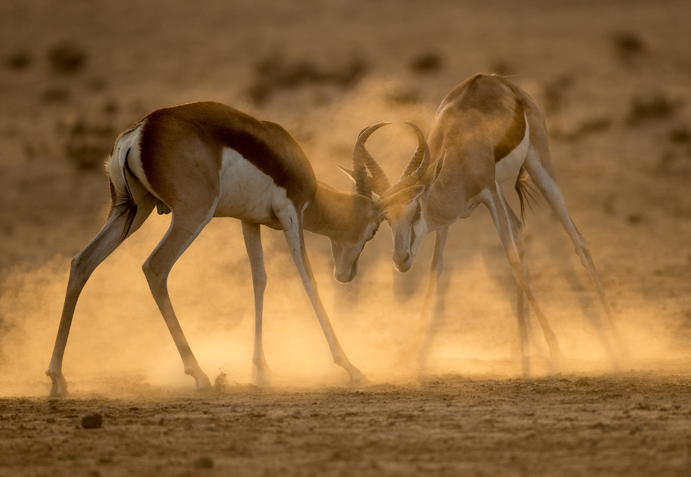 DESERT DUEL von Jaco Marx