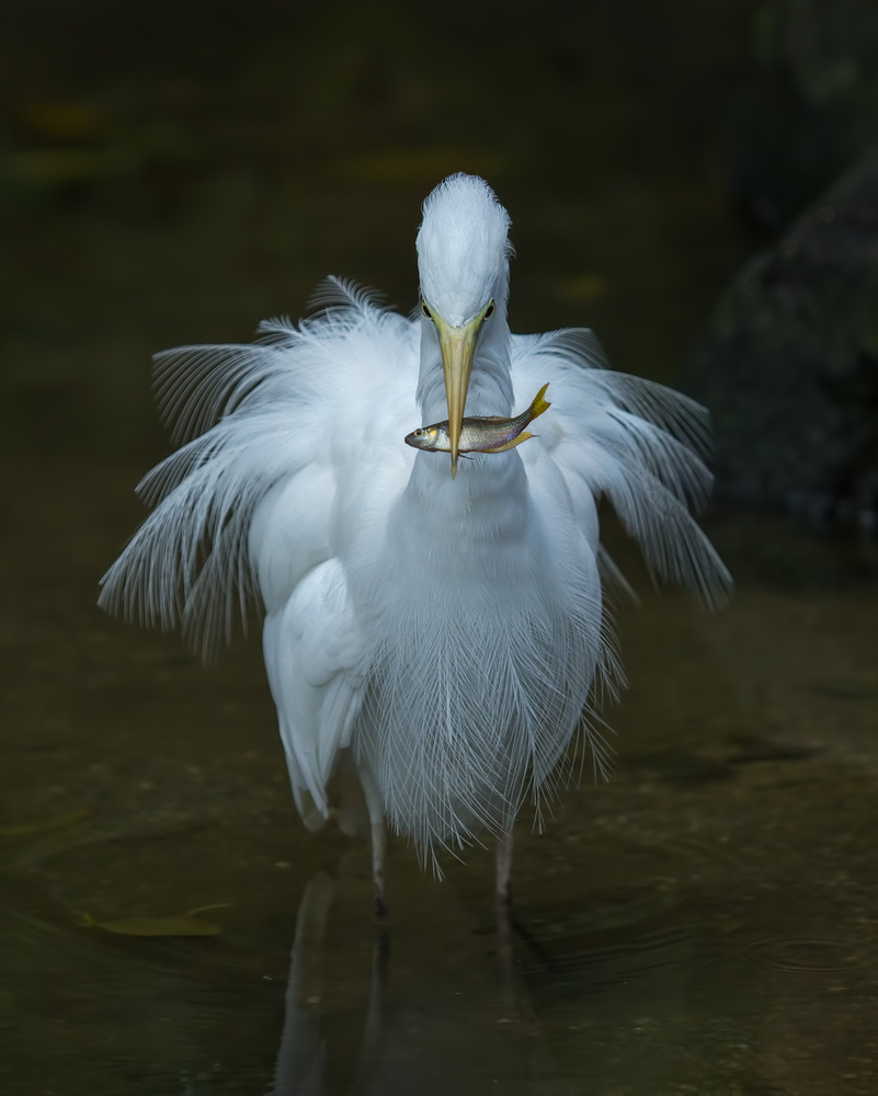 Egret with Fish von Jacqueline Hammer