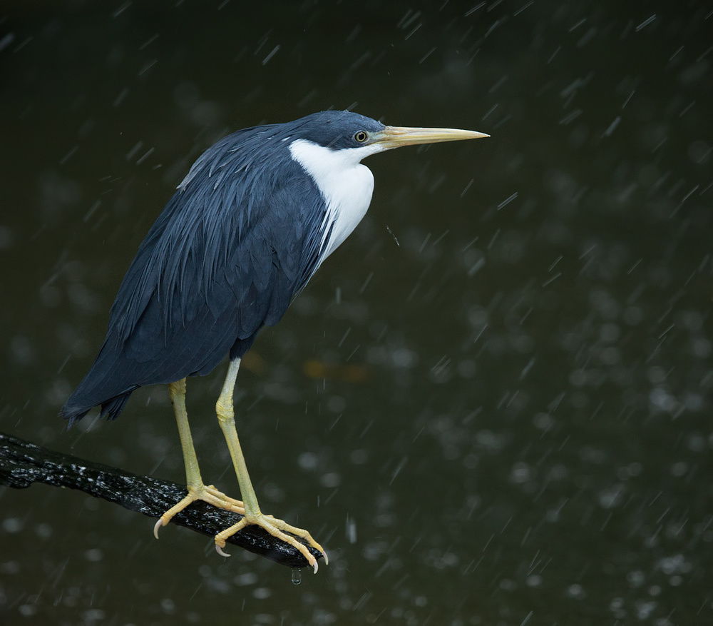 Heron in a Shower von Jacqueline Hammer