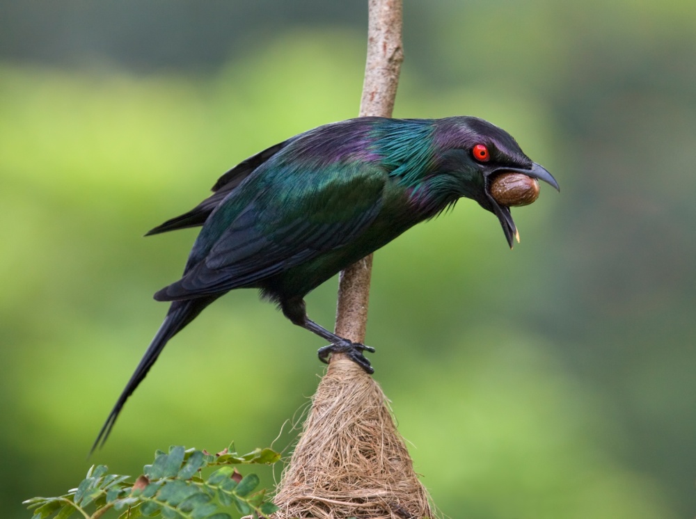 Starling with Seed von Jacqueline Hammer