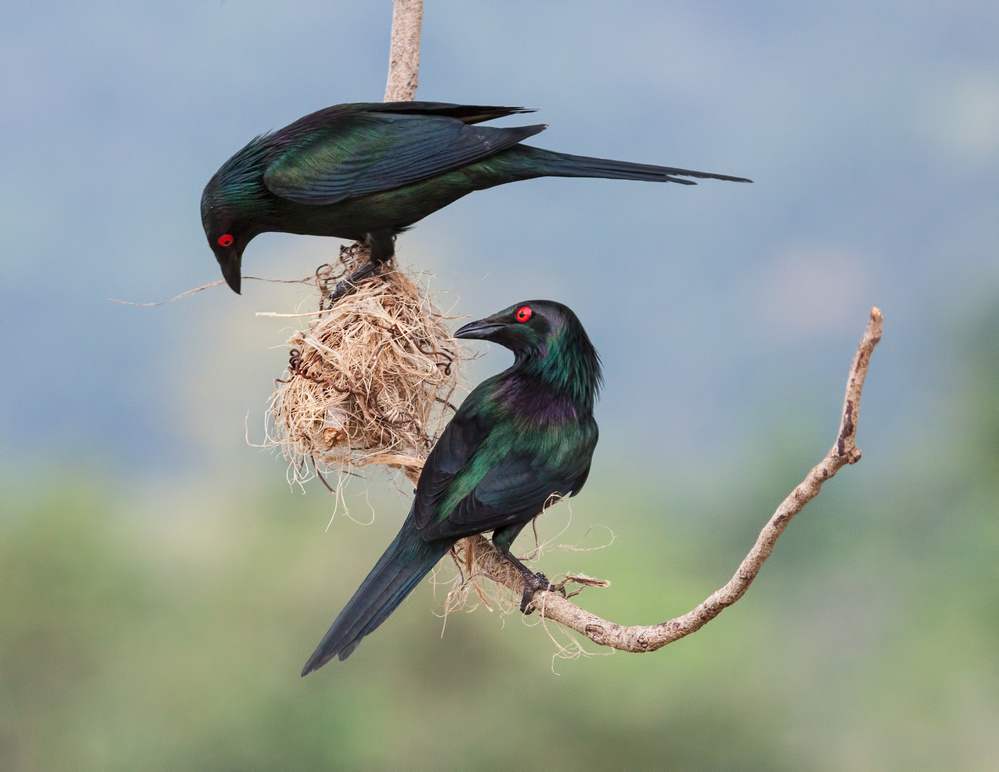 Starlings Working Together von Jacqueline Hammer