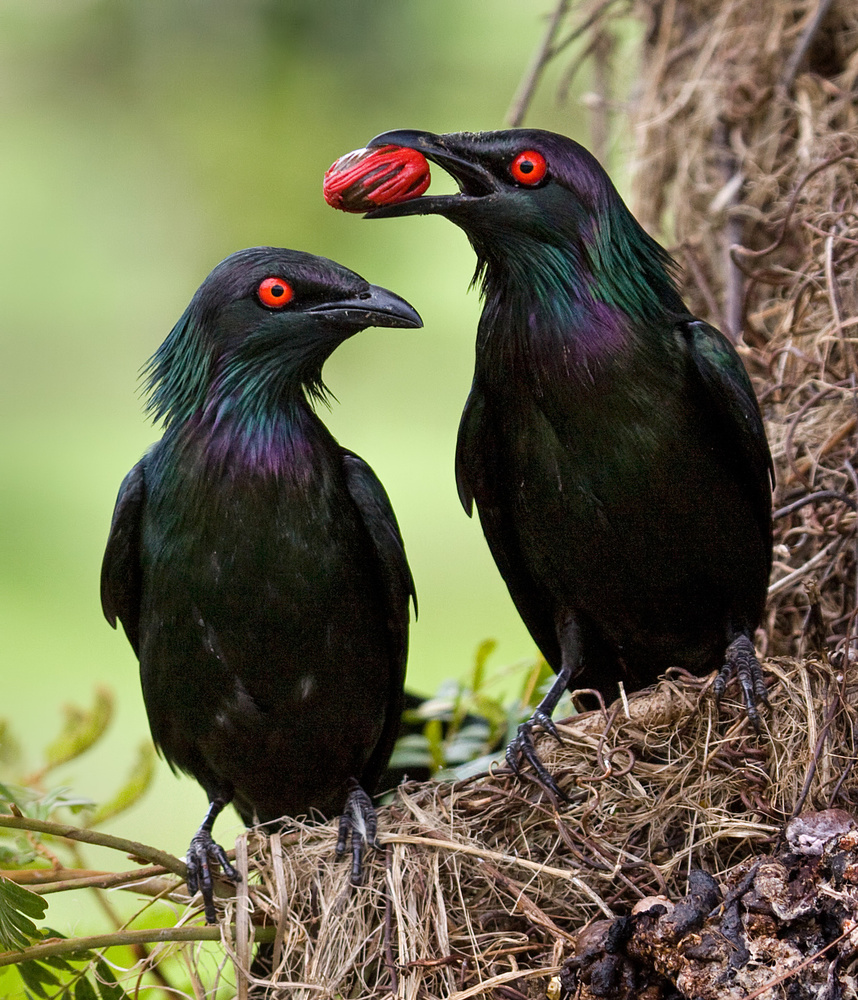 Starlings with Berry von Jacqueline Hammer