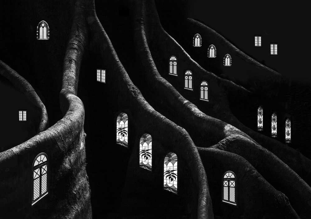 Windows of the Forest von Jacqueline Hammer