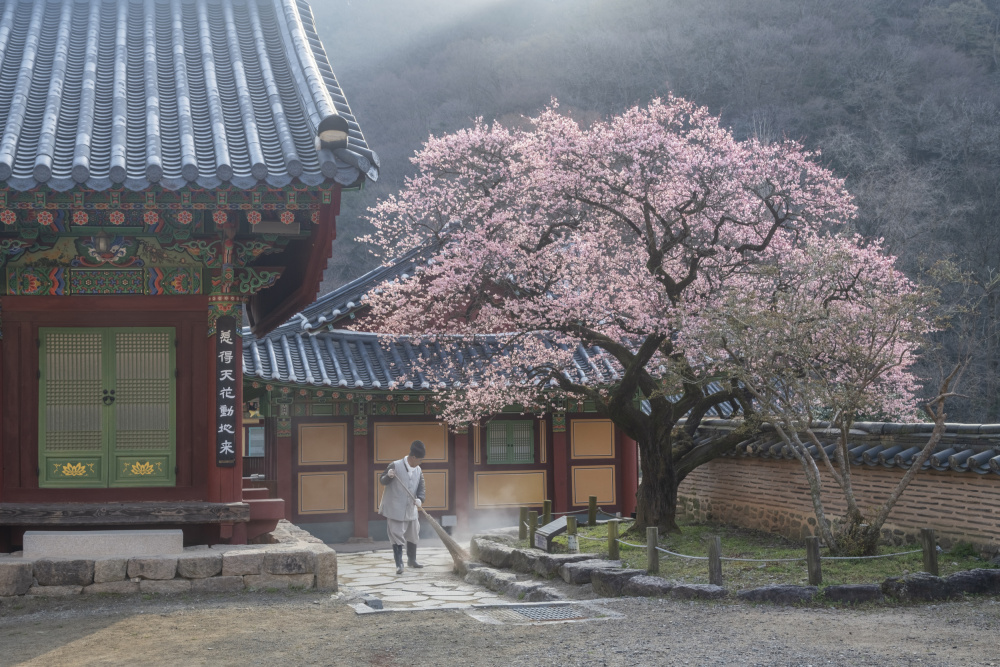 The scent of spring, baekyangsa von Jaeyoun Ryu