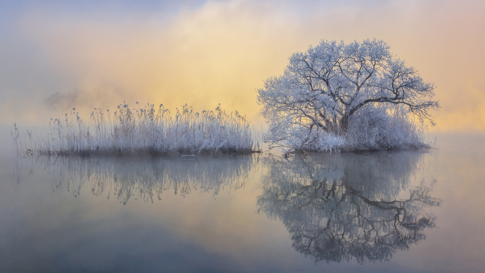 Ice tree von Jaeyoun Ryu