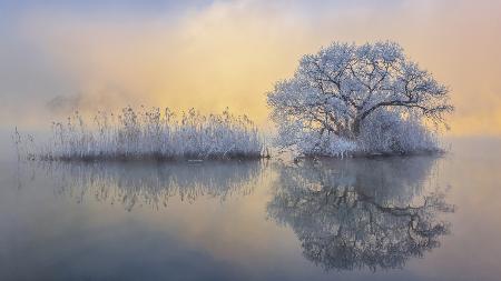 Ice tree