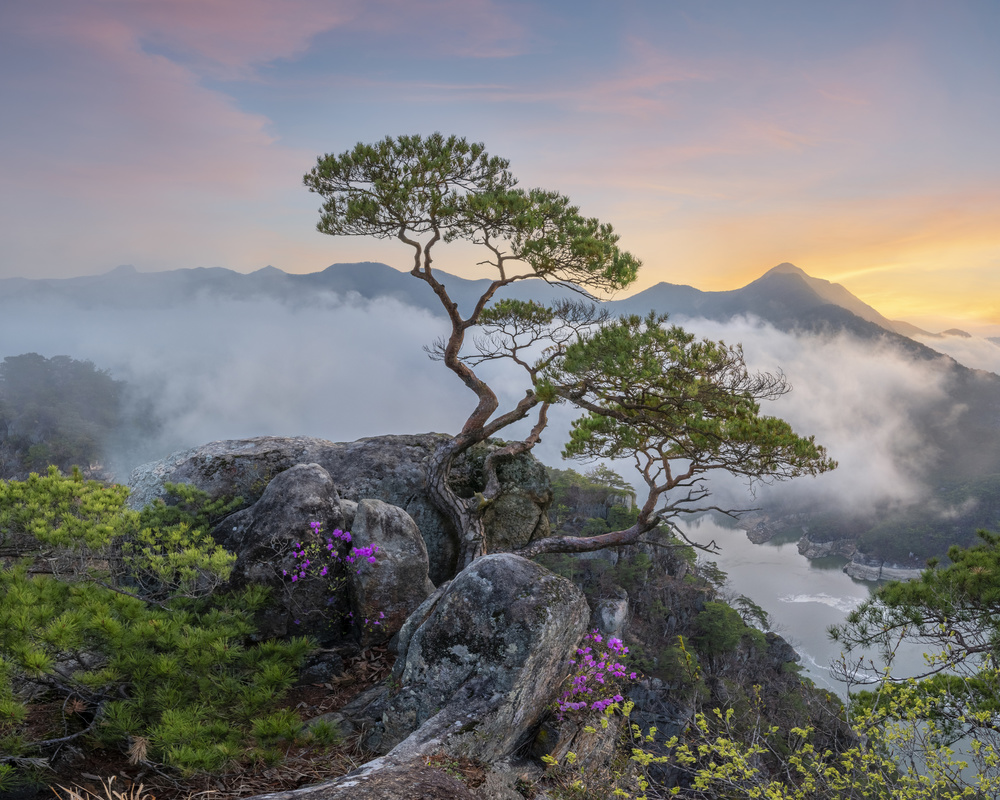 Spring, fallen wing von Jaeyoun Ryu