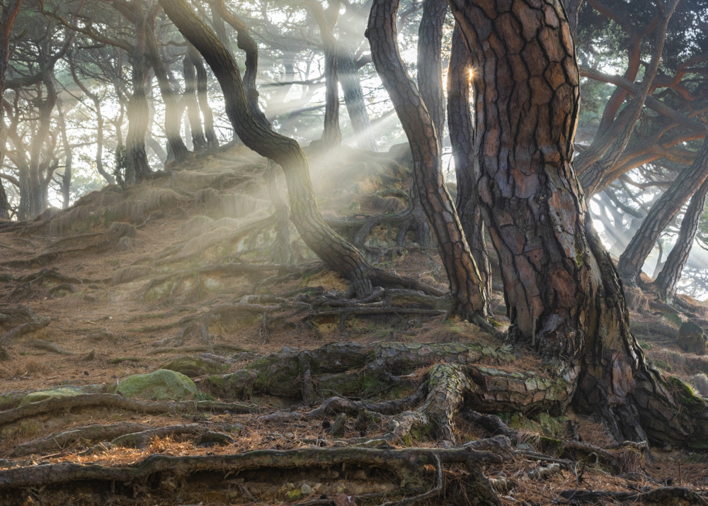 Sacred Pine Trees von Jaeyoun Ryu