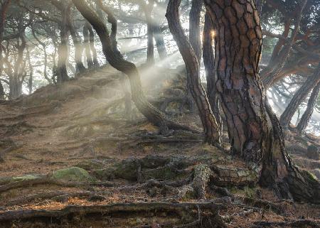 Sacred Pine Trees