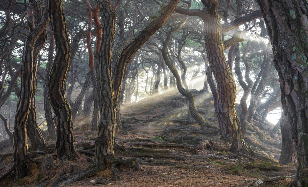 Sacred pine forest von Jaeyoun Ryu