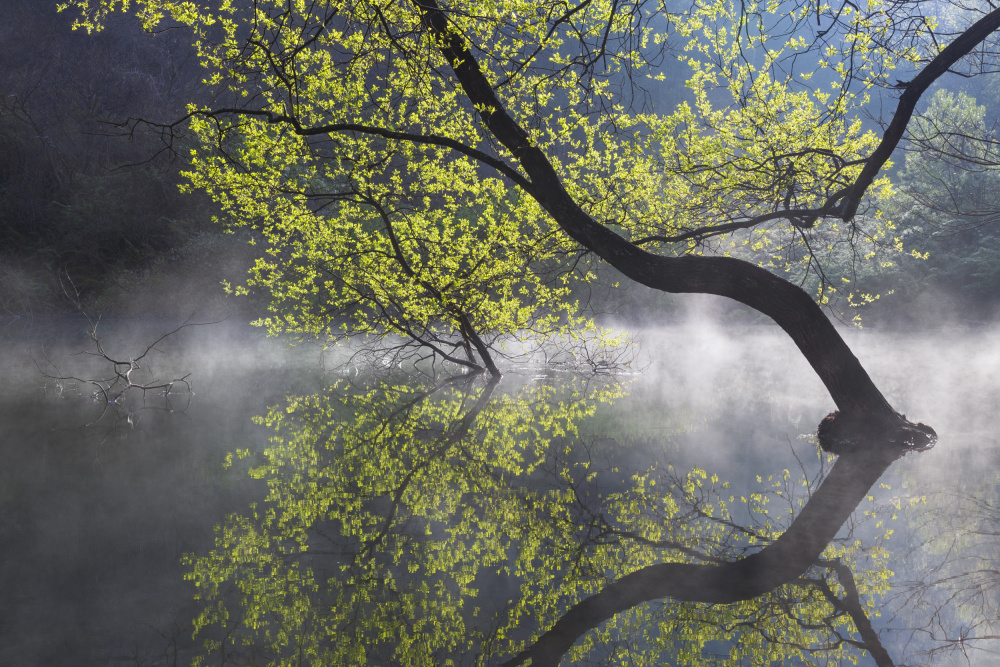 Light green von Jaeyoun Ryu