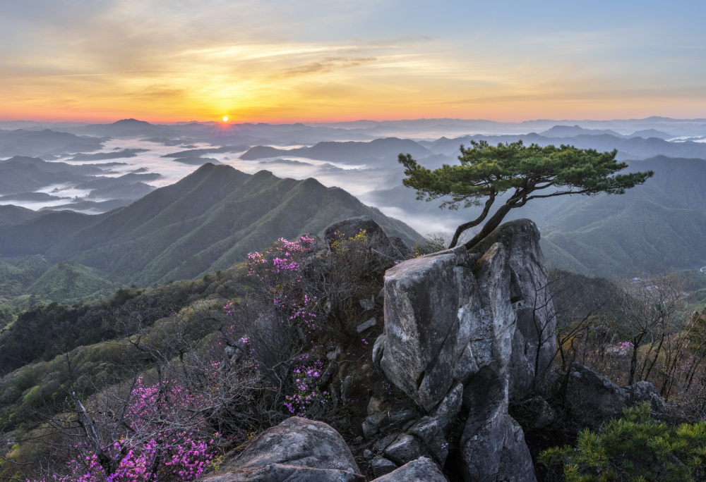 Pine tree growing between rocks von Jaeyoun Ryu