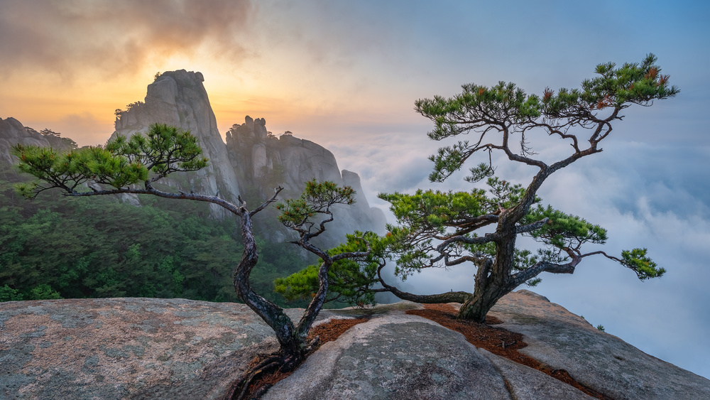 Dancing trees of Eden von Jaeyoun Ryu