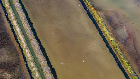 Sečovlje salins