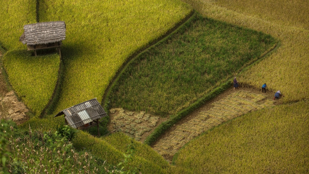 The farmers are reaping the high. von Jakkree Thampitakkull