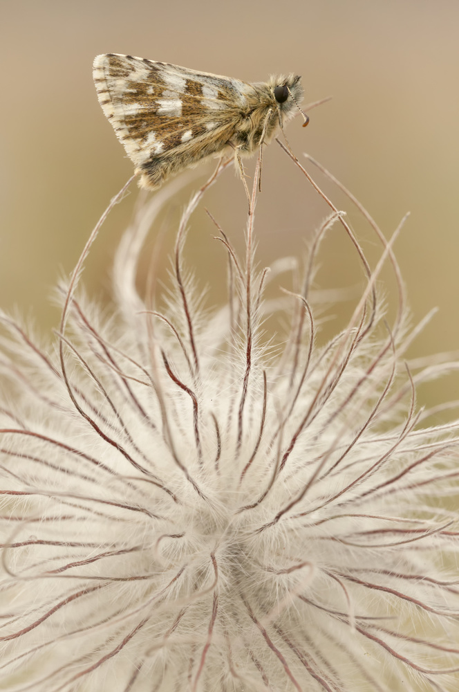 A delicate balance. von Jakob Arnholtz