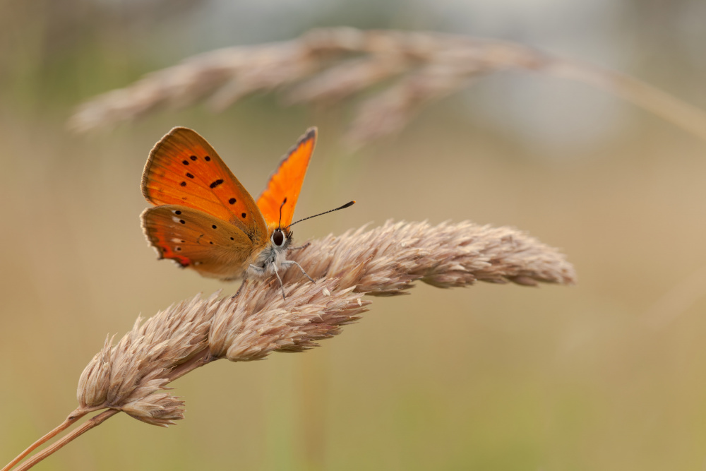 Scarce copper. von Jakob Arnholtz