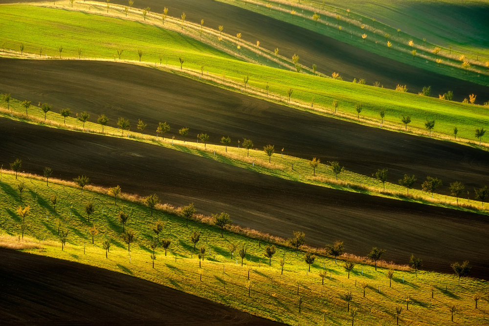 Moravian ribbon von Jakub Koziol