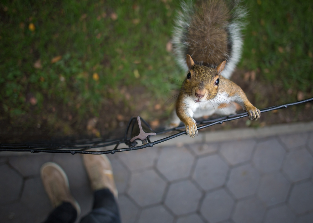 Got Nuts? von James Allen Stewart