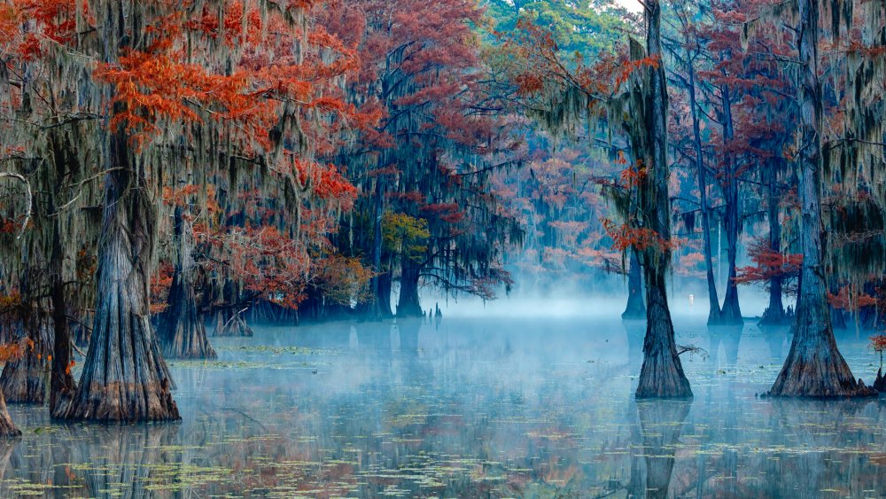 Caddo Lake von James Bian