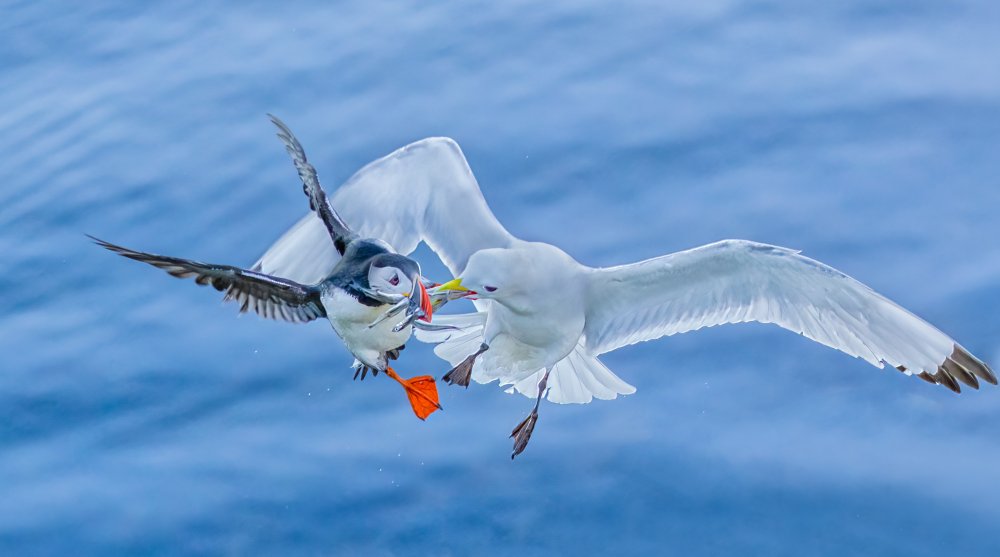 A seagull robbing a puffin von James Bian