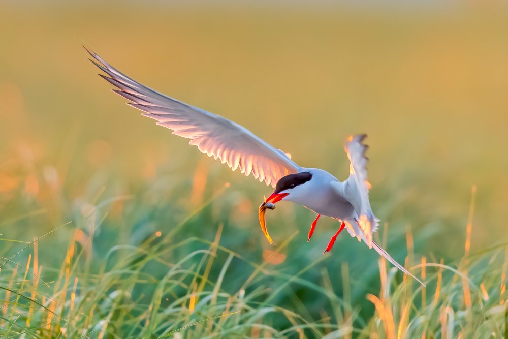 Common Tern von James Bian