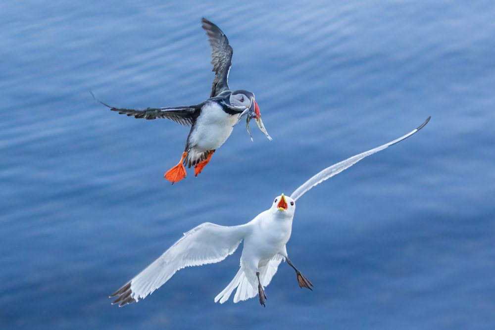 Seagull vs Puffin von James Bian