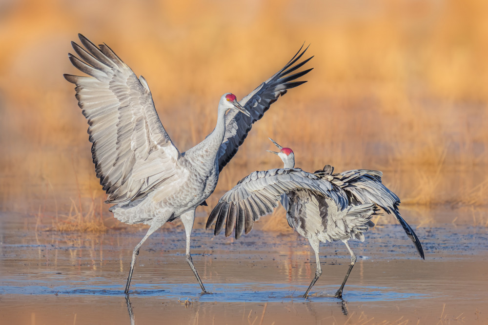 A Playing Scene von James Cai