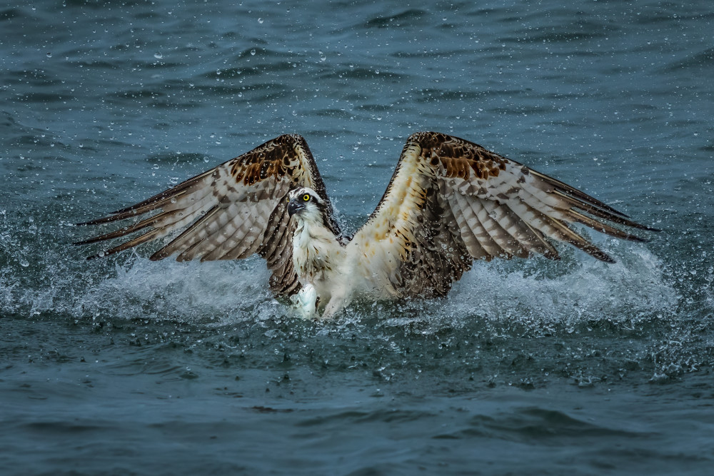 Catch and Take Off. von James Cai