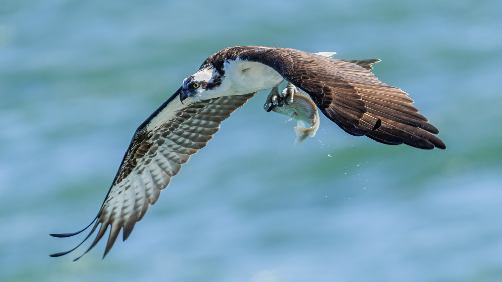 Osprey 1 von James Cai