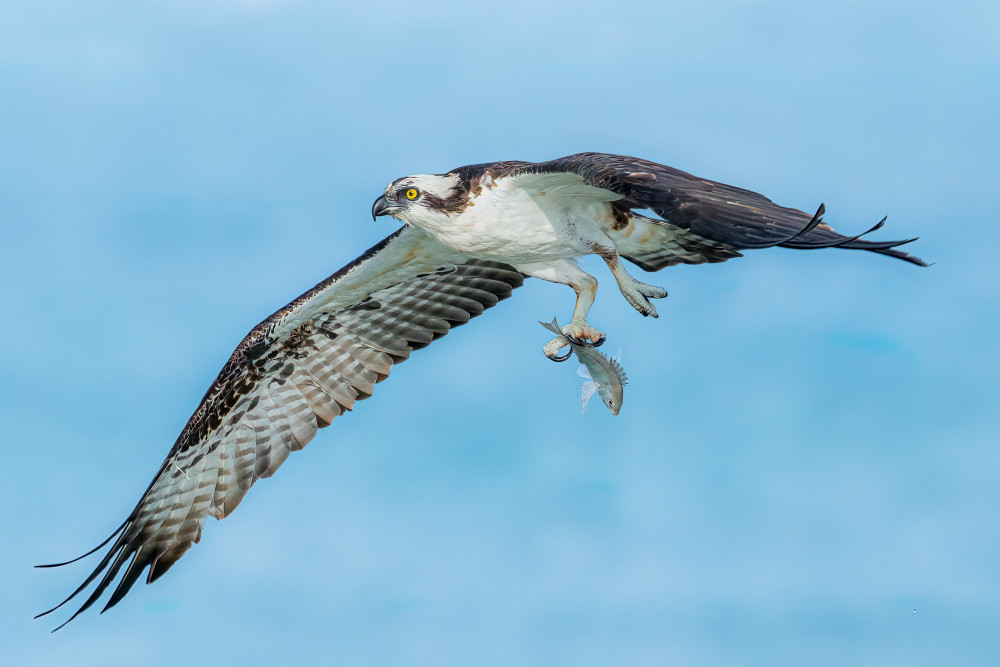 Osprey 3 von James Cai