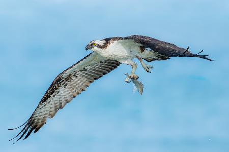 Osprey 3