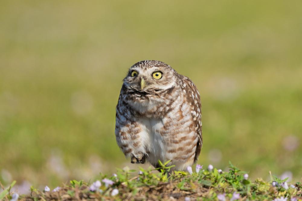 Hello there! von James Cai